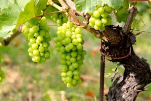 Ukrotite plamenjaču vinove loze!