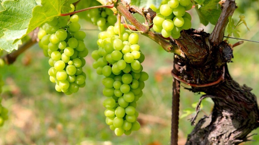 Ukrotite plamenjaču vinove loze!