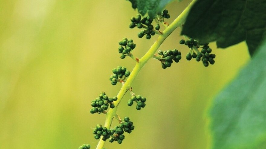 Preventivna zaštita protiv bolesti vinove loze!