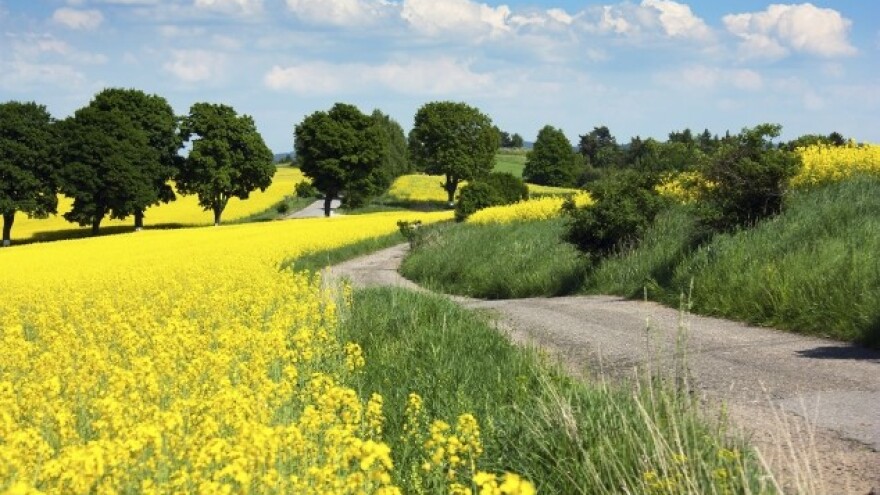 Korovi u uljanoj repici - izravna opasnost za nasad