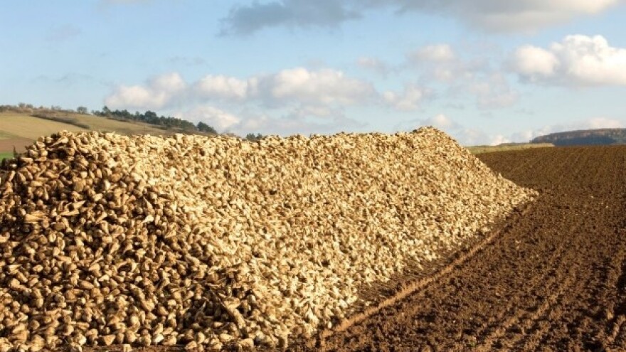 Cerkospora - najveća opasnost za šećernu repu