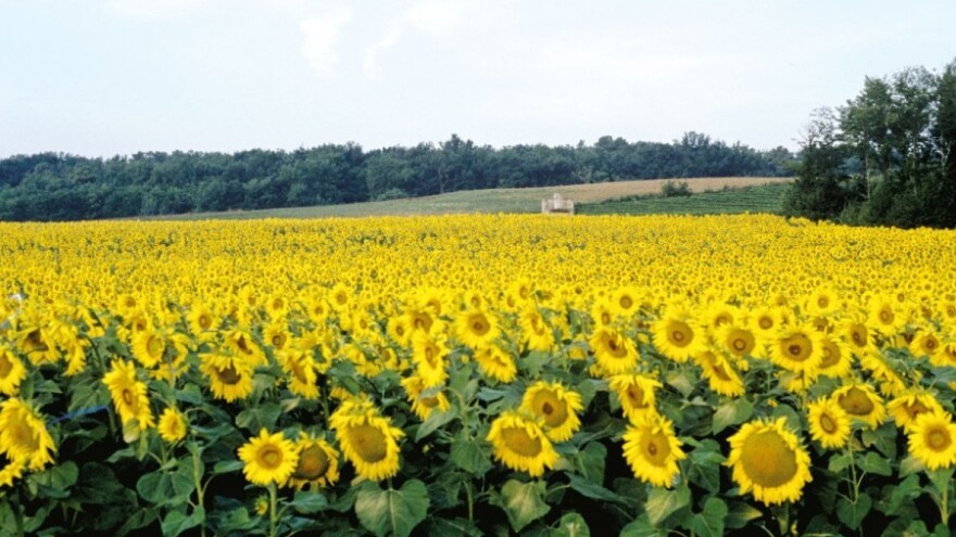 Pravovremena zaštita suncokreta - veći prinos