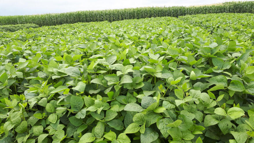 Zašto kupiti soju tretiranu Hi Coat Super cjepivom i koje su prednosti za proizvođače soje?