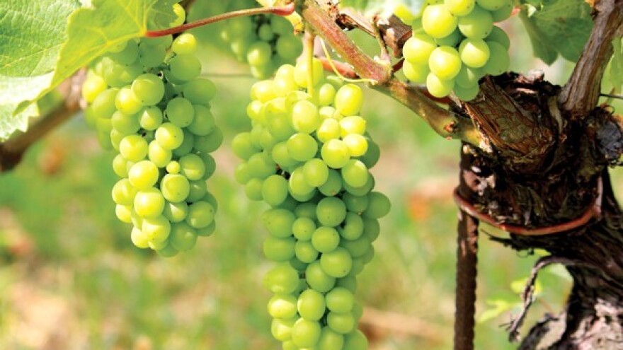 Suzbijte crnu pjegavost i pepelnicu!