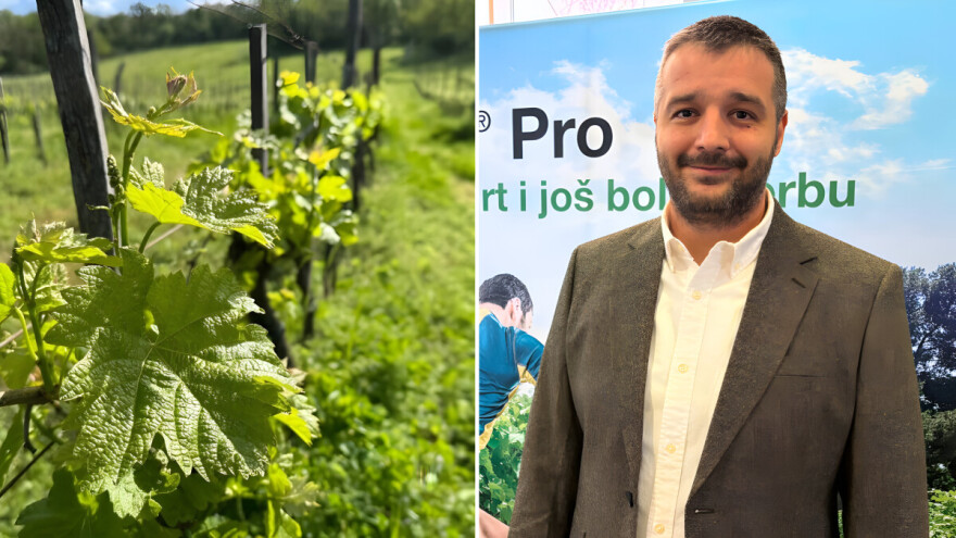 Berba ne prašta: Iskusni vinari sve manje riskiraju u zaštiti loze