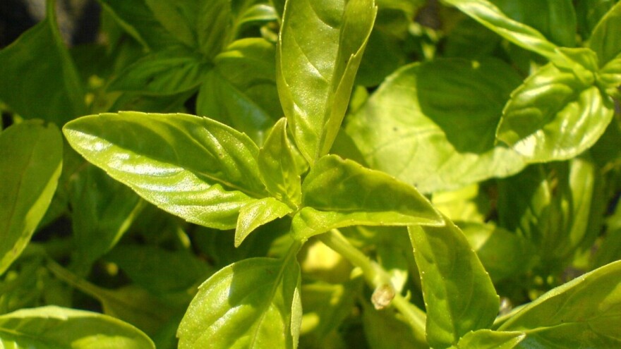 Ime baka Smilje za domaći sos od bosiljka