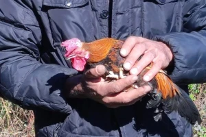 Bašo - najstariji petao na svetu?