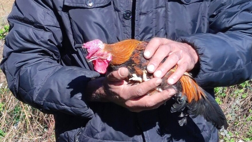 Bašo iz Suhača, najstariji pijetao na svijetu?