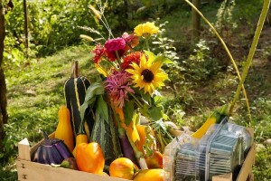 Spoj bio uzgoja, biodinamike i permakulture u bašti Habibe Malčić