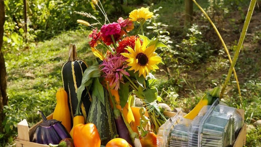 Spoj bio uzgoja, biodinamike i permakulture u bašti Habibe Malčić