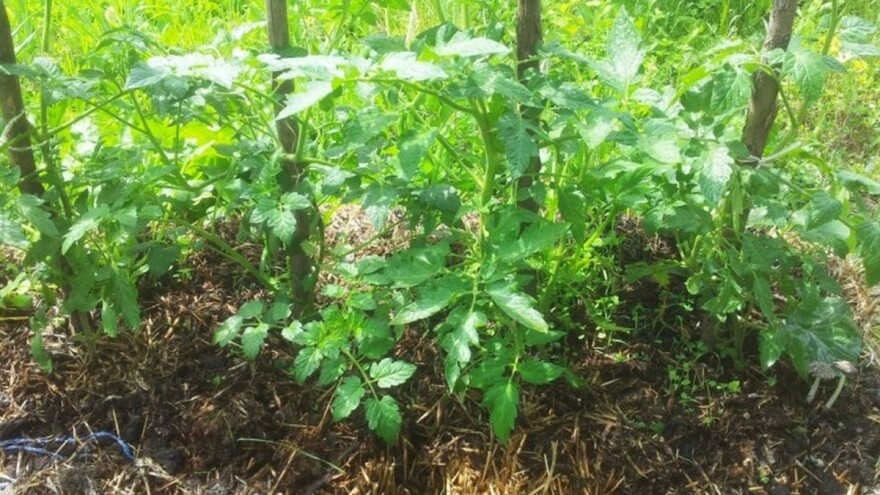 Mala bašta u slami - jednostavan uzgoj povrća i na lošijim zemljištima