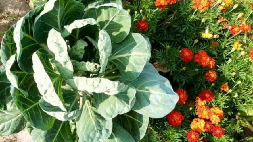 Bašta u harmoniji s prirodom