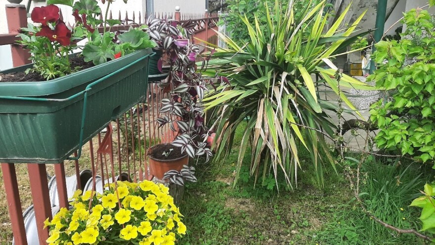 Gde grešimo u sadnji i nezi cveća?