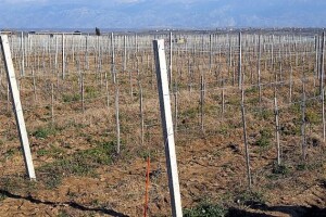 Zadarsko sveučilište podiže vinograde