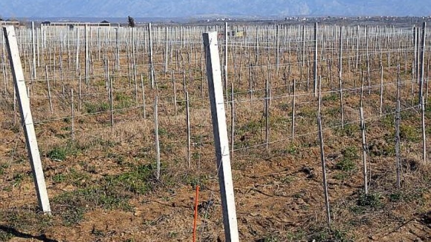 Zadarsko sveučilište podiže vinograde