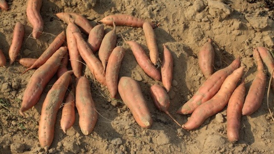 Batat umjesto ekstenzivnog uzgoja duhana?