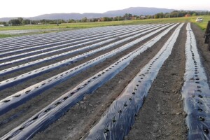 OPG Balaško odlučila se za uzgoj batata i nisu požalili, sve što proizvedu - prodaju!
