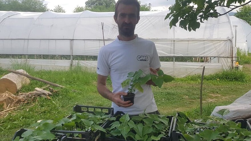 Sinanović: Raste potražnja za batatom kod nas zbog lakog uzgoja i dostupnosti rasada