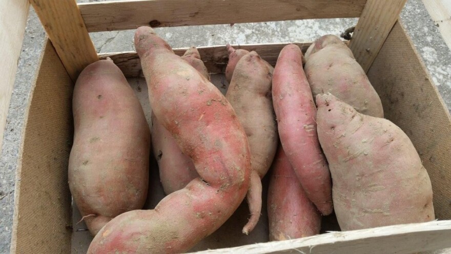 Prije otvaranja OPG-a nije se bavio poljoprivredom, danas uspješno proizvodi batat i butternut tikve