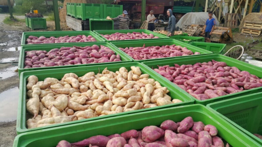 Siguran otkup batata - traže se kooperanti!