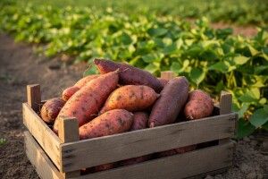 Batat - uzgoj i korist