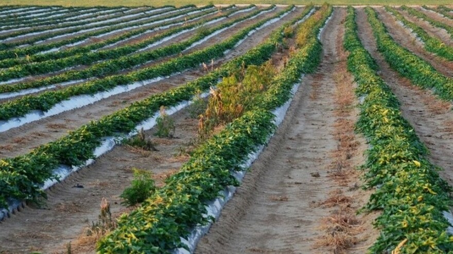 U Valpovštini sade batat, urod unaprijed prodan!