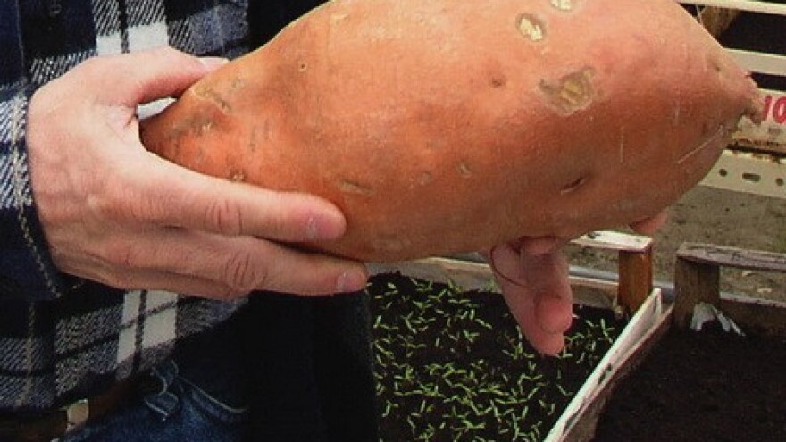 Batat bi zaista mogao postati sladak