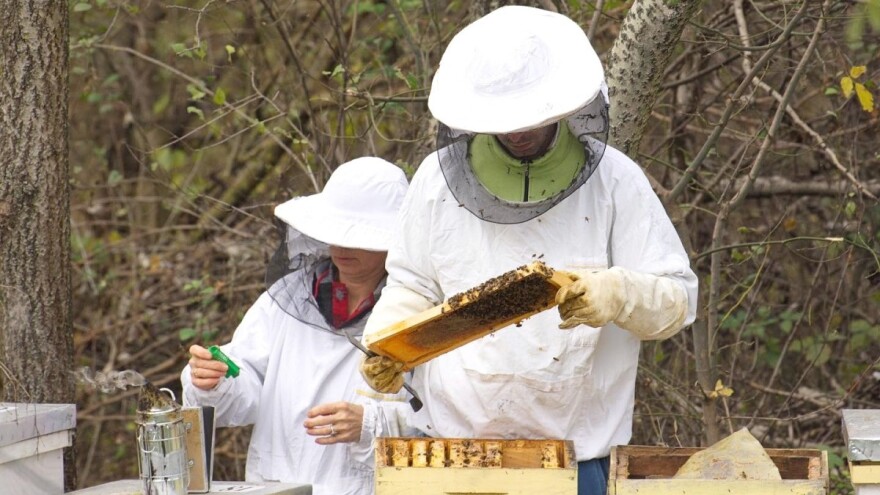 Kako klimatske promene utiču na organsko pčelarstvo?