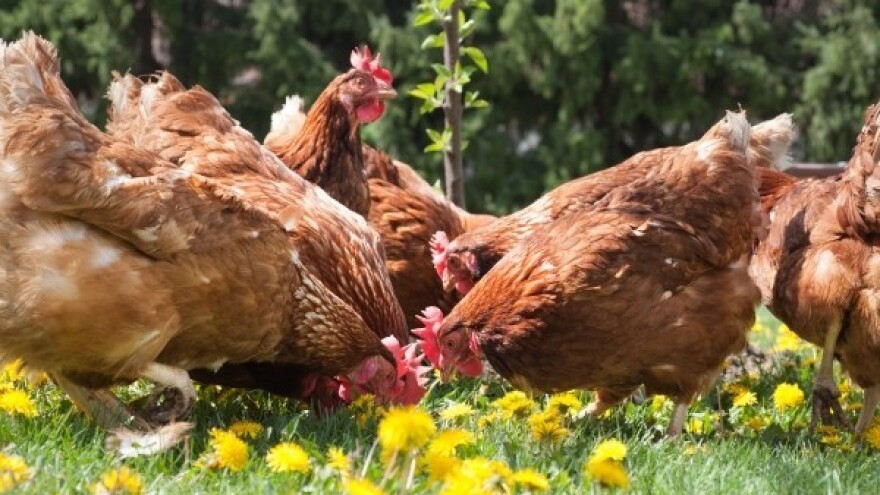 Kako su batkovi u Rusiji postali precijenjeni?