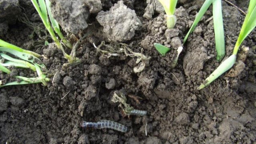 Žitni bauljar preti pšenici