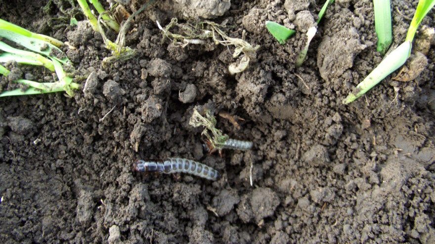 Larvi žitnog bauljara pogoduje duga i topla jesen