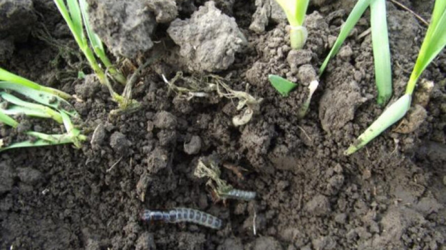 Žitni bauljar prijeti pšenici