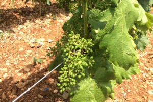 Bayer savjeti za vinogradare 12.-19.06.2017.
