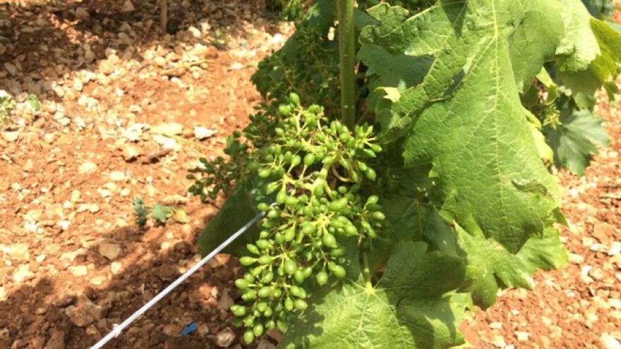 Bayer savjeti za vinogradare 12.-19.06.2017.