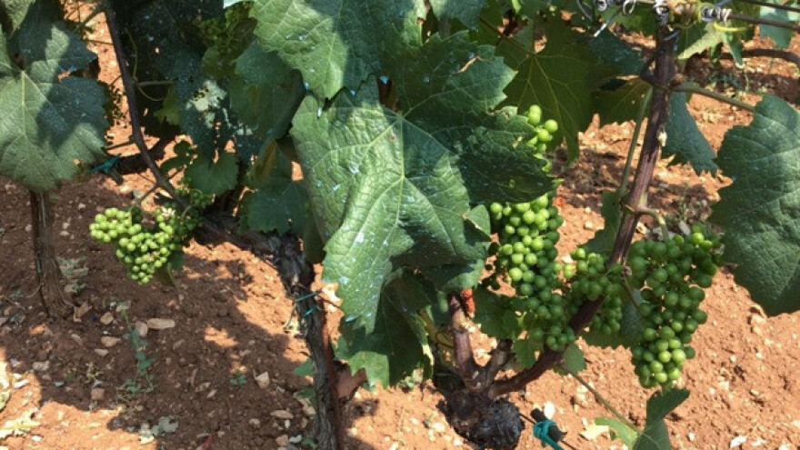 Bayer savjeti za vinogradare 20.-26.06.2017.