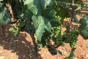 Bayer savjeti za vinogradare 27.06.-03.07.2017.