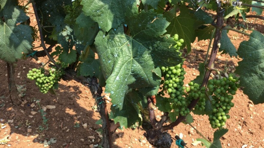 Bayer savjeti za vinogradare 27.06.-03.07.2017.