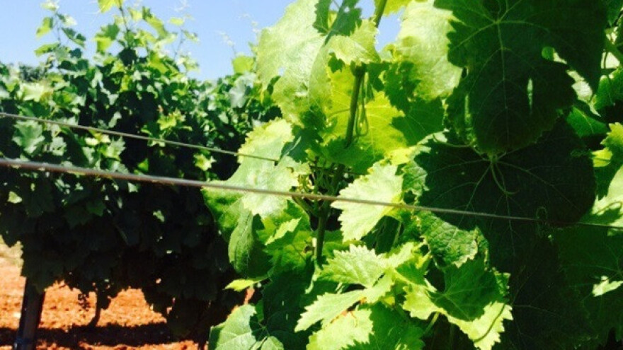 Bayer savjeti za vinogradare 04.-10.07.2017.