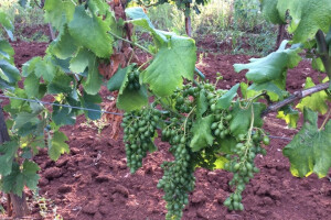 Bayer savjeti za vinogradare 11.-17.07.2017.