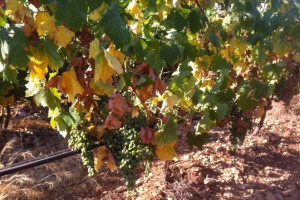 Bayer savjeti za vinogradare 21.-24.07.2017.