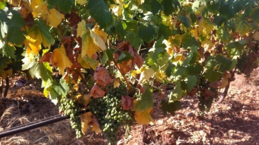 Bayer savjeti za vinogradare 21.-24.07.2017.