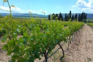 Bayer savjeti za vinogradare 22.05.-27.05.2018.