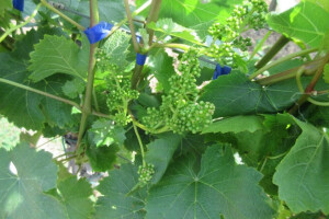 Bayer savjeti za vinogradare 29.05.-05.06.