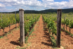 Bayer savjeti za vinogradare 06.-12.06.2017.