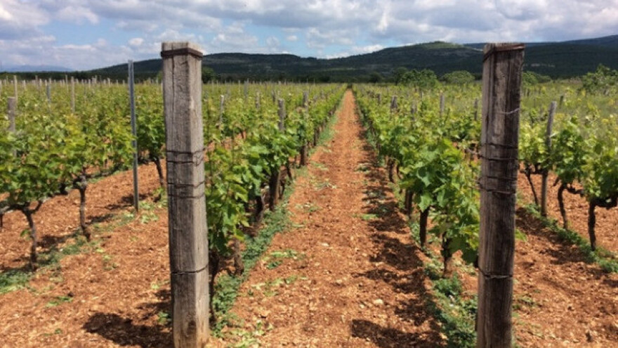 Bayer savjeti za vinogradare 06.-12.06.2017.