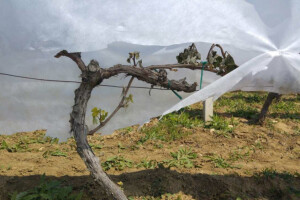 Bayer savjeti za vinogradare 24.-30.4.2017.