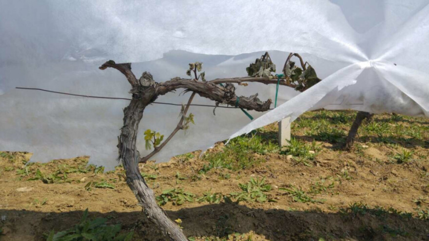 Bayer savjeti za vinogradare 24.-30.4.2017.