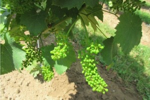Bayer savjeti za vinogradare 12.06.-17.06.2018.