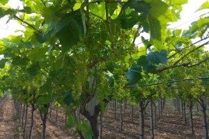 Bayer savjeti za vinogradare 13.-19.6.2016.
