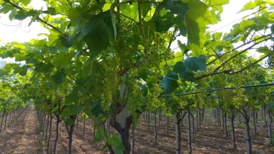 Bayer savjeti za vinogradare 13.-19.6.2016.